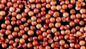 Рыба, рыбная мука и цисты артемии получили "путевку" из России в Индонезию