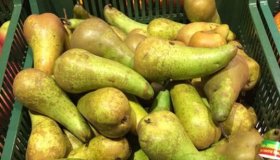 Через Смоленскую область пытались провезти 20 тонн груш неустановленного происхождения